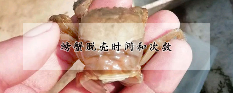 螃蟹脫殼時(shí)間和次數(shù)