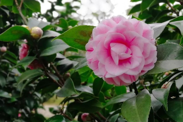 十種最名貴茶花排列 茶花十大名貴品種