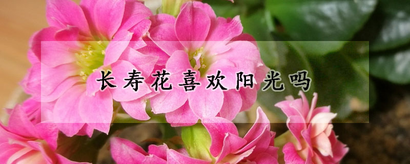 長壽花喜歡陽光嗎