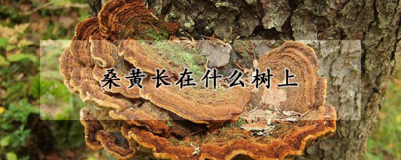 桑黃長(zhǎng)在什么樹(shù)上