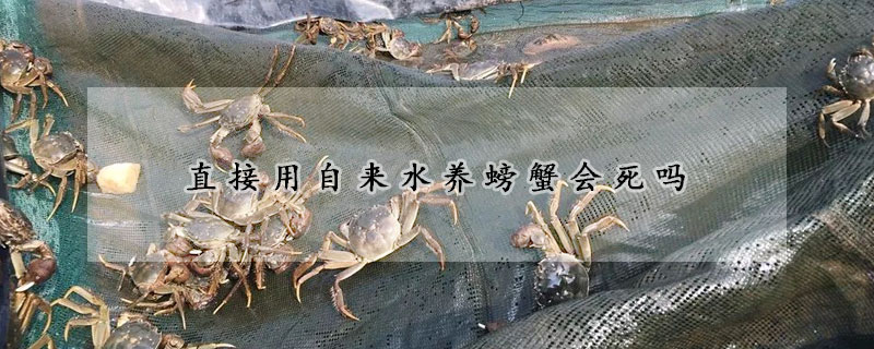 直接用自來水養螃蟹會死嗎