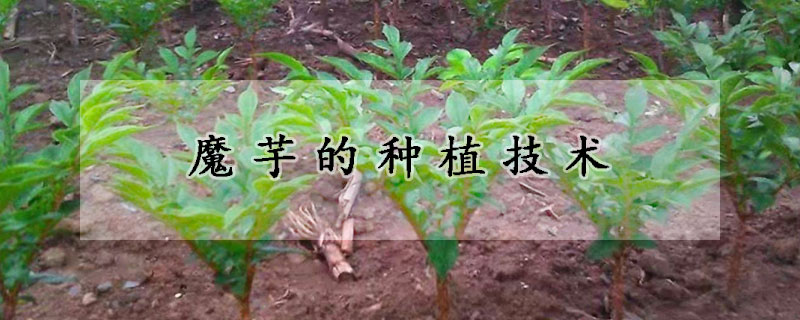 魔芋的種植技術(shù)