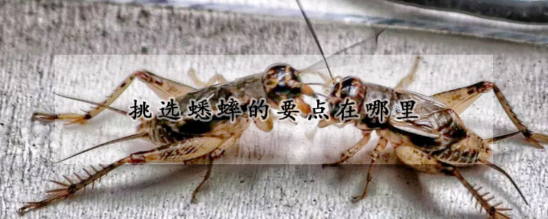 挑選蟋蟀的要點(diǎn)在哪里