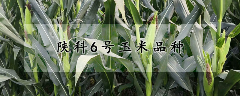 陜科6號玉米品種