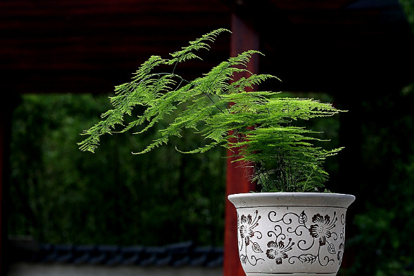 臥室宜擺放什么植物 臥室應該放什么植物