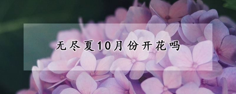 無盡夏10月份開花嗎