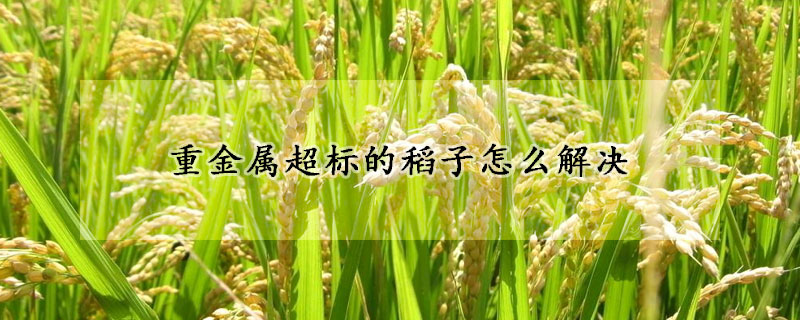 重金屬超標(biāo)的稻子怎么解決