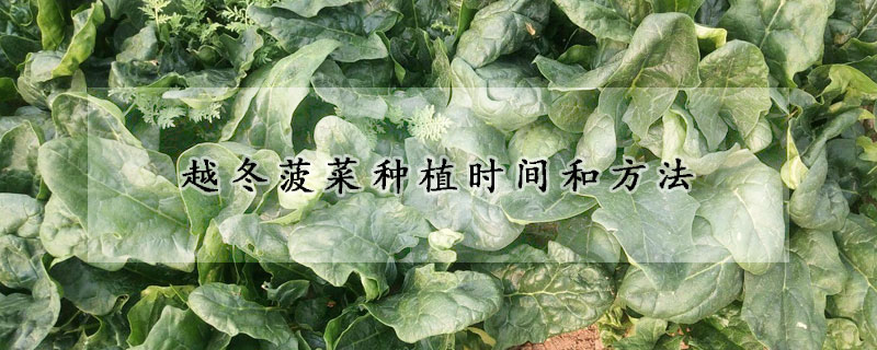 越冬菠菜種植時(shí)間和方法