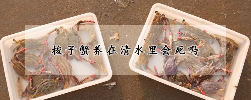 梭子蟹養在清水里會死嗎