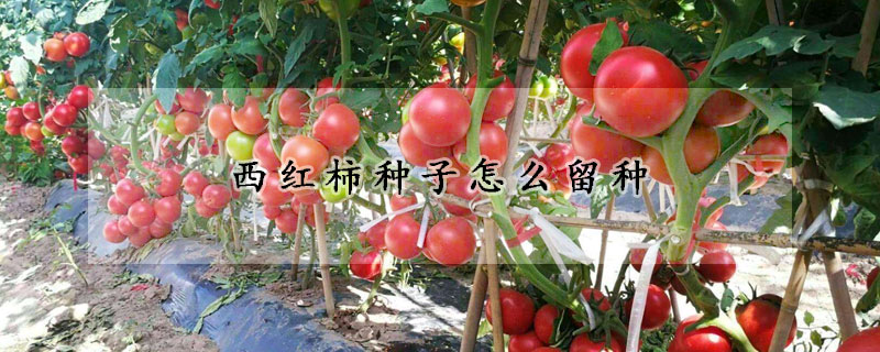 西紅柿種子怎么留種