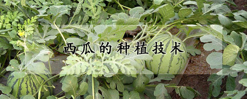 西瓜的種植技術