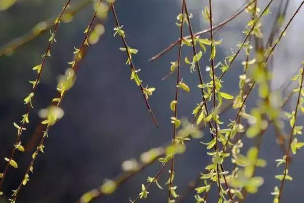 柳樹靠什么傳播種子的