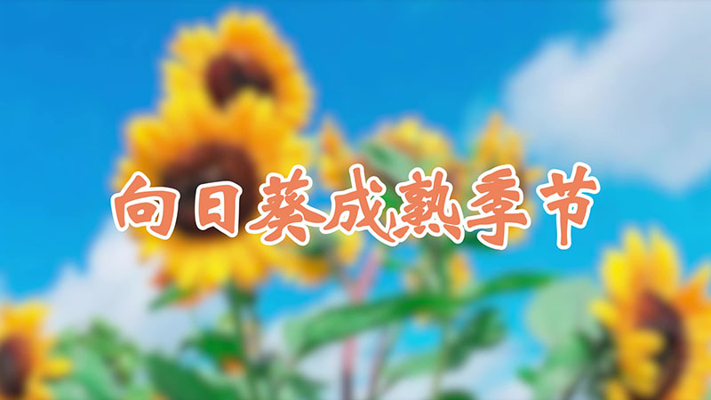 向日葵成熟季節(jié)