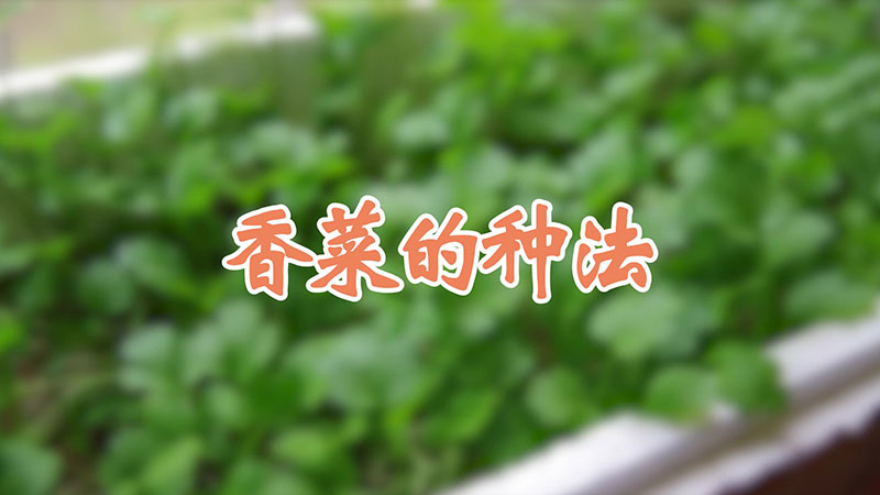 香菜的種法