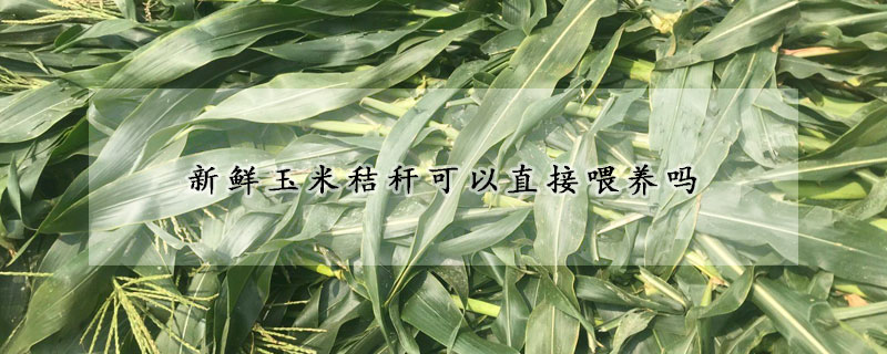 新鮮玉米秸稈可以直接喂養嗎