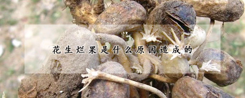 花生爛果是什么原因造成的