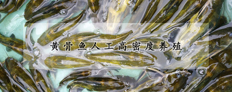 黃骨魚(yú)人工高密度養(yǎng)殖