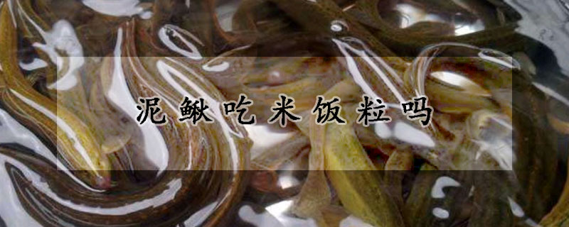 泥鰍吃米飯粒嗎