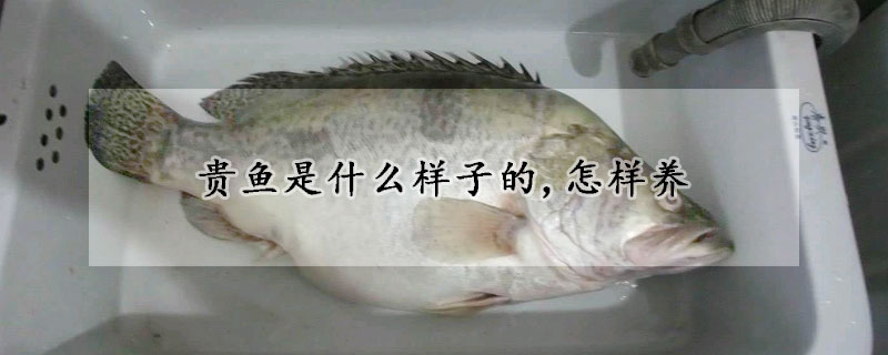 貴魚(yú)是什么樣子的,怎樣養(yǎng)