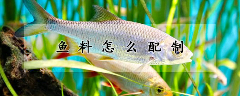 魚(yú)料怎么配制