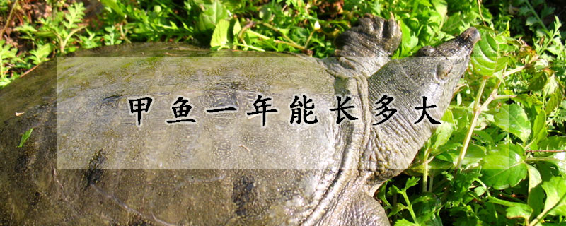 甲魚(yú)一年能長(zhǎng)多大