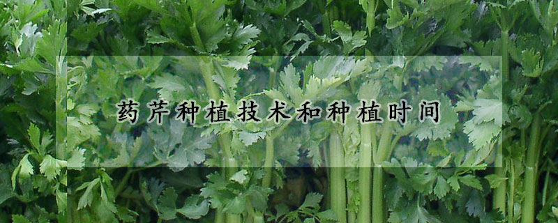 藥芹種植技術(shù)和種植時(shí)間