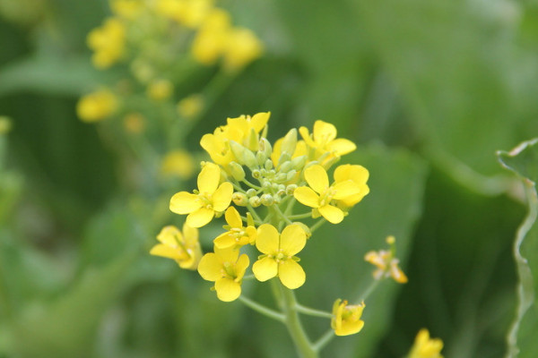 油菜花什么季節(jié)開(kāi)?