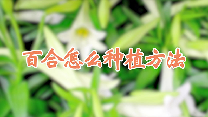 百合怎么種植方法視頻