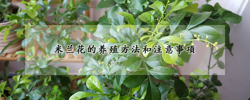 米蘭花的養(yǎng)殖方法和注意事項(xiàng)