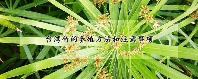 臺灣竹的養(yǎng)殖方法和注意事項