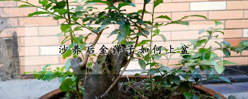 沙養(yǎng)后金彈子如何上盆