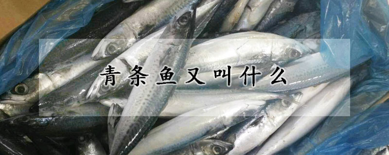 青條魚(yú)又叫什么