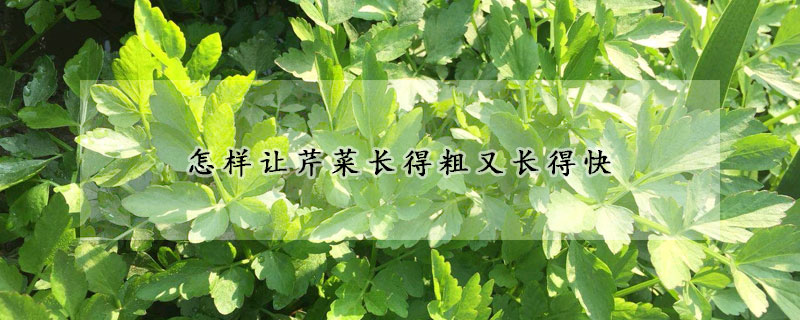 怎樣讓芹菜長得粗又長得快