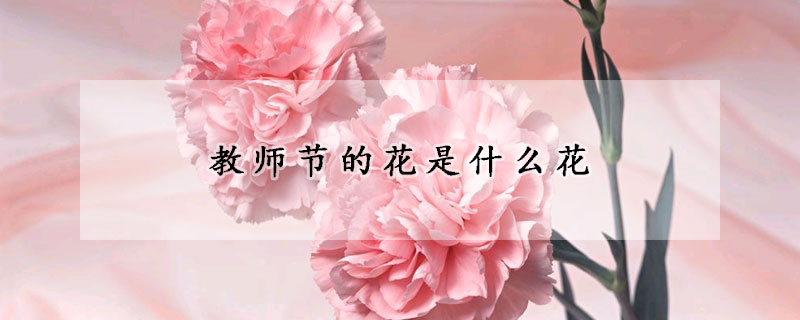 教師節的花是什么花