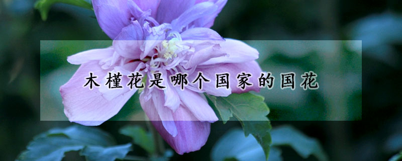 木槿花是哪個(gè)國(guó)家的國(guó)花