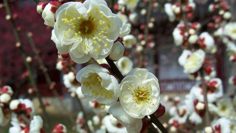 冬天開的花有哪些?（花名、顏色）