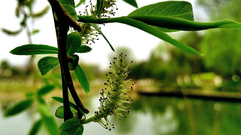 柳樹開花嗎?什么時候開花