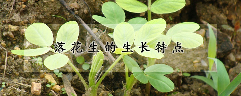 落花生的生長特點(diǎn)