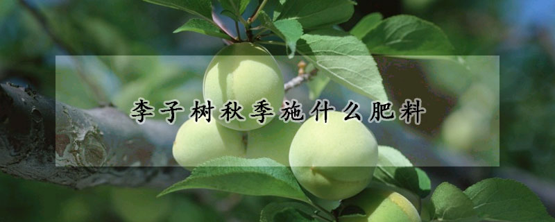 李子樹秋季施什么肥料