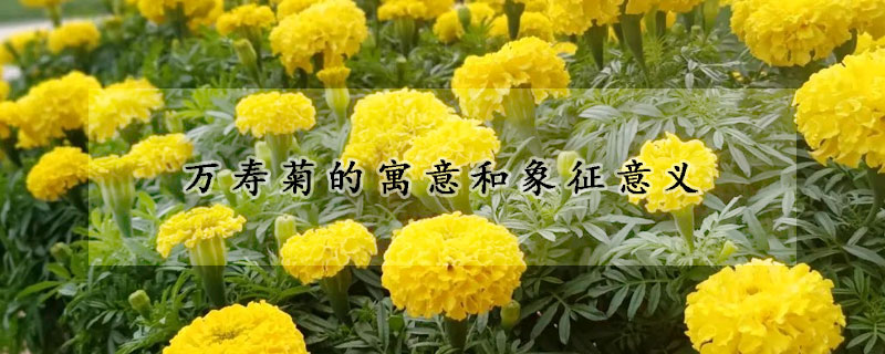 萬(wàn)壽菊的寓意和象征意義