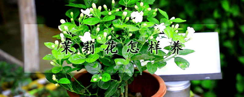 茉莉花怎樣養(yǎng)