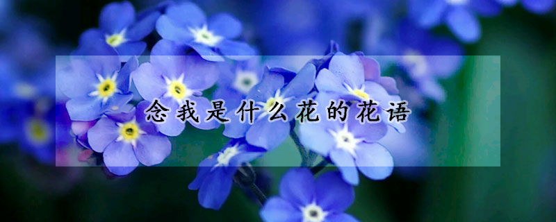 念我是什么花的花語(yǔ)