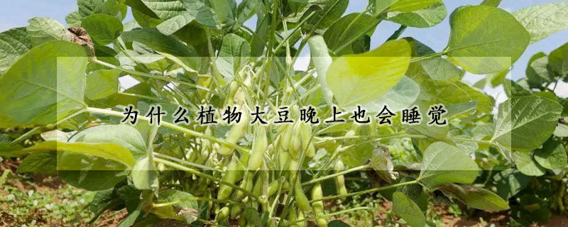 為什么植物大豆晚上也會睡覺