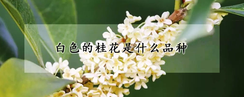 白色的桂花是什么品種