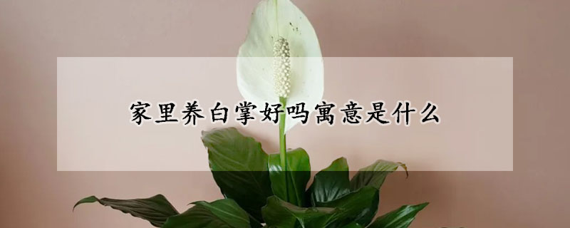 家里養白掌好嗎寓意是什么