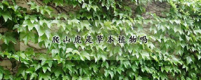 爬山虎是草本植物嗎