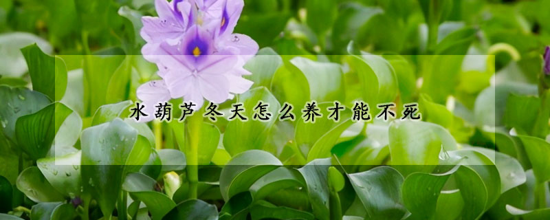 水葫蘆冬天怎么養(yǎng)才能不死