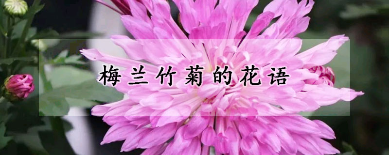 梅蘭竹菊的花語(yǔ)