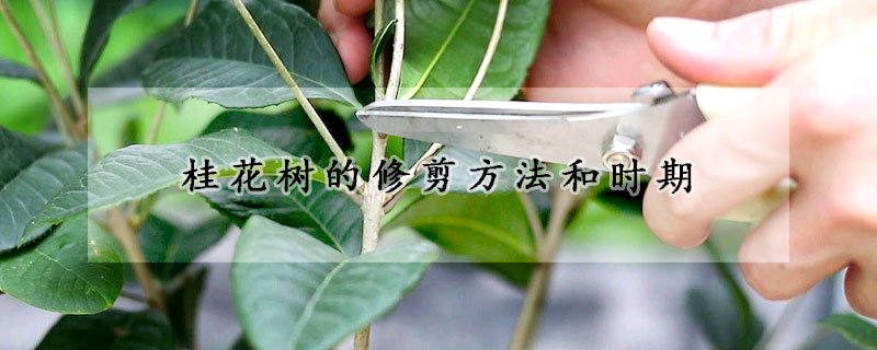 桂花樹(shù)的修剪方法和時(shí)期