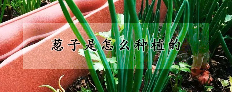 蔥子是怎么種植的